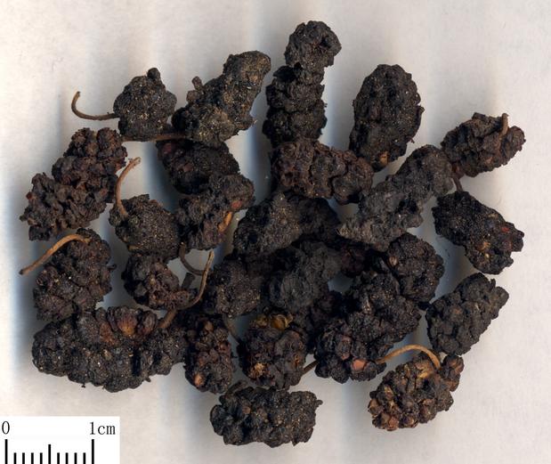 dry mulberry mulberries fruit berry 